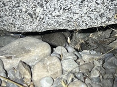 Peromyscus sonoriensis