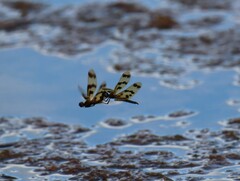 Rhyothemis graphiptera