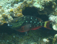 Sparisoma viride