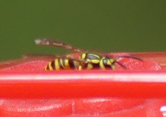 Vespula squamosa