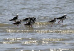 Himantopus leucocephalus