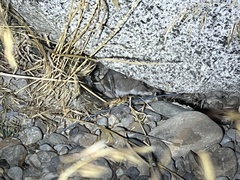 Peromyscus sonoriensis