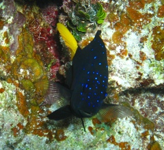 Microspathodon chrysurus