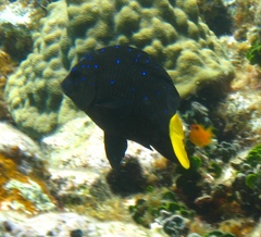 Microspathodon chrysurus