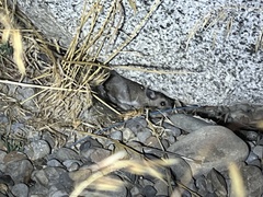 Peromyscus sonoriensis