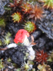 Cladonia pleurota