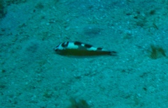Serranus tabacarius