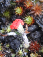 Cladonia pleurota