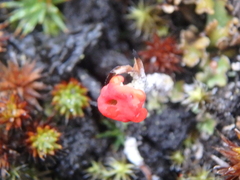 Cladonia pleurota