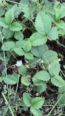 Fragaria viridis