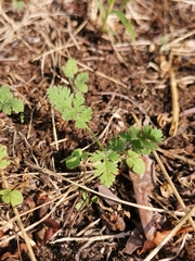 Erodium cicutarium