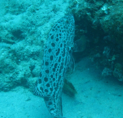 Arigua (Mycteroperca venenosa) — Serranidae — 4
