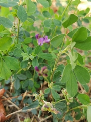 Medicago
