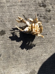 Blepharipoda occidentalis