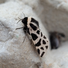 Cymbalophora pudica