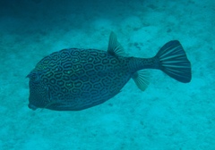 Acanthostracion polygonium