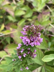 Lespedeza violacea