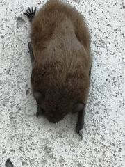 Pipistrellus