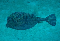 Acanthostracion polygonium