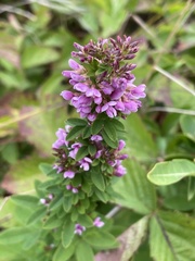 Lespedeza violacea