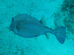 Acanthostracion polygonium