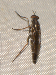 Ozodiceromyia