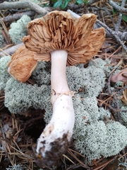 Cortinarius caperatus