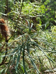Banksia cunninghamii