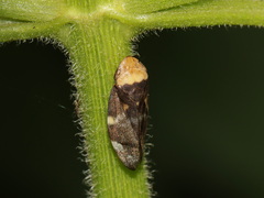 Ptyelinellus praefractus