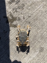 Blepharipoda occidentalis