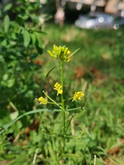 Sisymbrium loeselii