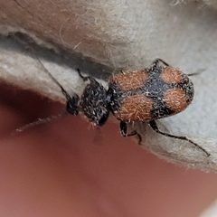 Panagaeus cruxmajor