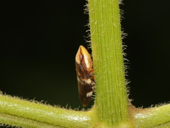 Ptyelinellus praefractus