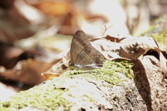 Archeuptychia cluena