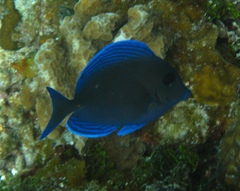 Acanthurus coeruleus