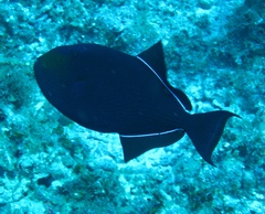 Melichthys niger