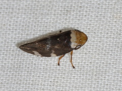 Ptyelinellus praefractus
