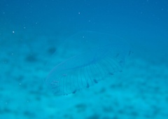 Hydrozoa