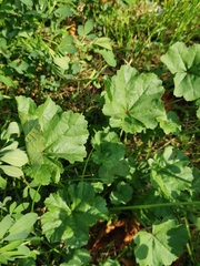 Malva sylvestris