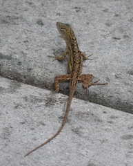 Anolis sagrei