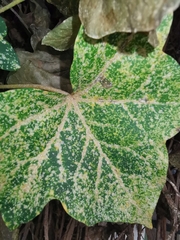 Aspidiotus hedericola