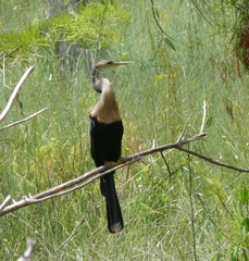 Anhinga anhinga