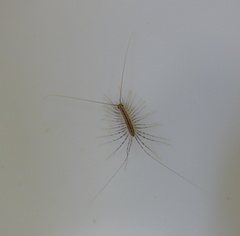 Scutigera coleoptrata