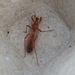 Polytoxus sanguineus