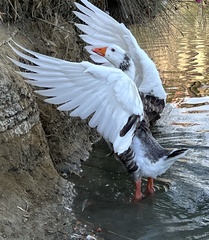 Anser anser domesticus