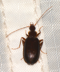 Platynus cincticollis