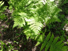 Dryopteris carthusiana