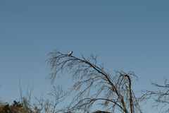 Coracina novaehollandiae