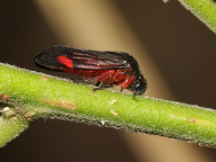 Cercopidae