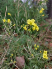 Diplotaxis tenuifolia